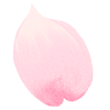 벚꽃 파티클